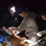Drs. Kate Jenks (Minnesota Zoo) and Nucharin Songsasen (Smithsonian Conservation Biology Institute) carefully placing a GPS tracking collar on an endangered dhole named “Pak Chi.” Photo by Khwan Khwanru (Kasetsart University)