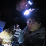 Drs. Kate Jenks (Minnesota Zoo) and Nucharin Songsasen (Smithsonian Conservation Biology Institute) taking teeth measurements of an anesthetized dhole. Photo by Jennifer Buff (Smithsonian Conservation Biology Institute volunteer)