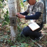 Team member Nook (Khao Yai National Park staff) places a trail camera at one of the sites. The camera has an infrared beam that detects heat and motion to automatically take a photo of any passing animals. This allows us to see which animals visited the area and took our bait. Photo by Dr. Kate Jenks (Minnesota Zoo)