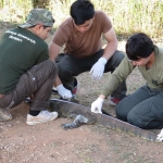 Sooner or later monitor lizards arrive to check out our bait too. They are awesome reptiles, but they are not dholes! The team is taking body measurements of a small monitor lizard. Photo by Dr. Kate Jenks (Minnesota Zoo)