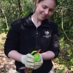 Dr. Kate Jenks (Minnesota Zoo) holding a green magpie that was caught when it came to eat bugs off of our meat used to bait dholes. We released the bird unharmed. Photo by Dr. Nucharin Songsasen (Smithsonian Conservation Biology Institute)