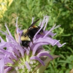 Our newest endangered species – the rusty patched bumble bee – gathering nectar from wild bergamot, a great the native wildflower. Keep your eyes open for this bee! Photo: Sarah Foltz Jordan, Xerces Society.
