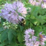 A common eastern bumble bee collecting pollen and nectar from the spring-blooming shade-loving Virginia waterleaf. Photo: Erik Runquist, Minnesota Zoo.