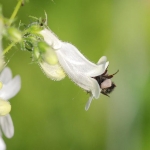 Bumble bees often comically squeeze themselves inside the tubular flowers of smooth beard tongue upside-down to reach the nectar. Photo: Erik Runquist, Minnesota Zoo.