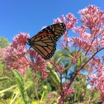 Spotted Joe-pye weed is a terrific late summer native plant that supports a wide range of pollinators, including Monarchs preparing for migration. Photo: Erik Runquist, Minnesota Zoo.