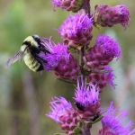 A boreal bumble bee visiting a rough blazing star in August. Photo: Erik Runquist, Minnesota Zoo.