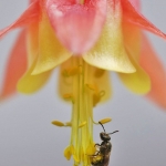 A tiny native bee pollinating wild columbine in a Twin Cities garden. Photo: Erik Runquist, Minnesota Zoo.