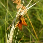 First Dakota skipper reintroduced to the Hole-in-the-Mountain Preserve