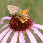 Wild Dakota skippers