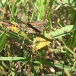 A new generation begins!! This is the first confirmed breeding of Dakota skippers in southwest Minnesota in about a decade! These individuals had been reared to the pupa stage at the Minnesota Zoo and released separately as adults at the Hole-in-the-Mountain Prairie Preserve this summer.