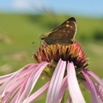 The first reintroduced Dakota skipper ever re-found in the wild, on June 26, 2017 at The Nature Conservancy’s Hole-in-the-Mountain Prairie Preserve.