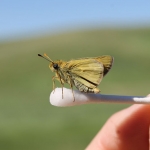 A brand new male Dakota skipper about to take his first flight into the wild.