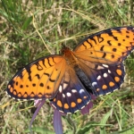 The regal fritillary is an iconic butterfly of healthy prairies, like the Hole-in-the-Mountain Prairie Preserve. Their numbers are likely declining globally, but populations in Minnesota appear relatively stable. Because it depends on disappearing prairies (barely 1% remains in Minnesota!), it is classified as a “Species of Special Concern” in Minnesota.