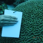 Practicing coral identification ahead of spawning events. 