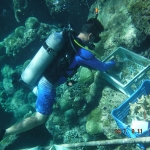 Preparing the tiles that will be used for the coral larvae to settle on. 