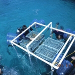  Christoph Noetzli 8 days ago Building in situ floating racks that will house the baby corals as they grow big enough to be planted on the reef. 