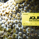 Photo ID and measurement of spawning M. cavernosa
