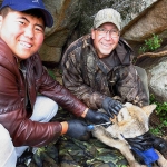 Uuganbayar (Protection Manager) and John Hart (volunteer for Minnesota Zoo) fit a wolf with a GPS tracking collar in Hustai National Park, Mongolia. Photo by Kate Jenks