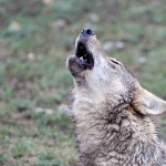 Howling wolf in Hustai National Park, Mongolia. Photo by Uuganbayar Ganbold