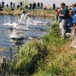 For many years, the Minnesota Zoo bred trumpeter swans for release in Minnesota