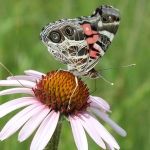 American painted ladies are one of Minnesota’s migratory butterflies, returning to Minnesota each spring. Photo: Dr. Erik Runquist
