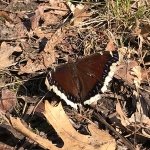 Mourning cloaks hibernate through Minnesota winters as adults. They can sometimes be seen flying around on warm days before the snow melts.