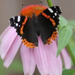 Red admirals are one of Minnesota’s migratory butterflies, returning to Minnesota each spring. 