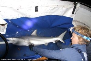 Dr Wueringer tending to a blacktip reef shark in the SARA research boat.  The tube in its mouth is flowing sea water across the sharks gills during the biometric measurement taking and tag application.