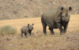 Female rhino and calf Namibia