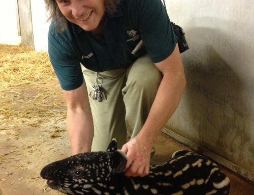 Behind the Scenes with the Zoo’s “Tapir Whisperer”
