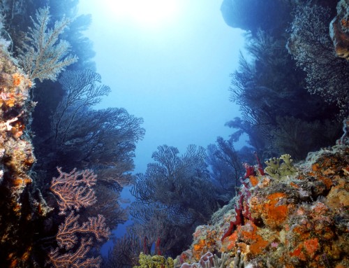 Behind the Scenes: Coral Conservation