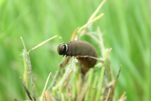 A small brownish green colored worm like larva perches on-top of a few blades of prairie grass. 