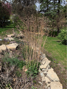  Backyard landscaping garden with dead stems of flowers left standing for pollinators to live in. 