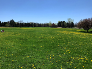 A field of green gras with hundreds of bright yellow dandelions scattered throughout. 